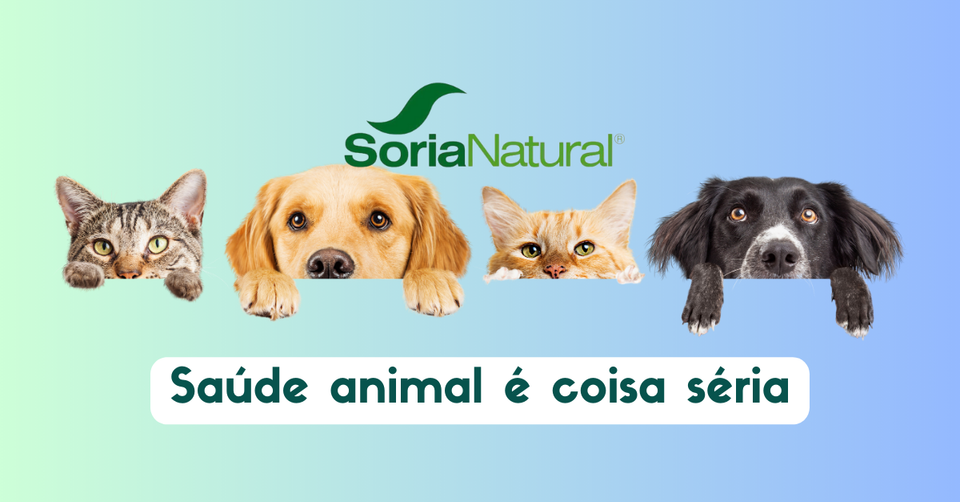 Capa da postagem