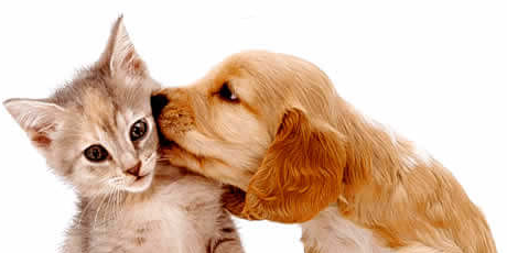 Mascotes